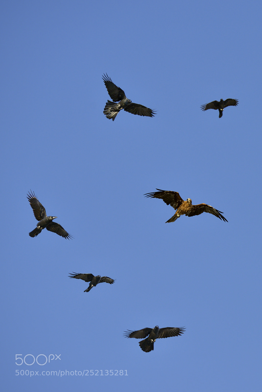 Nikon D800 sample photo. Crow air force photography