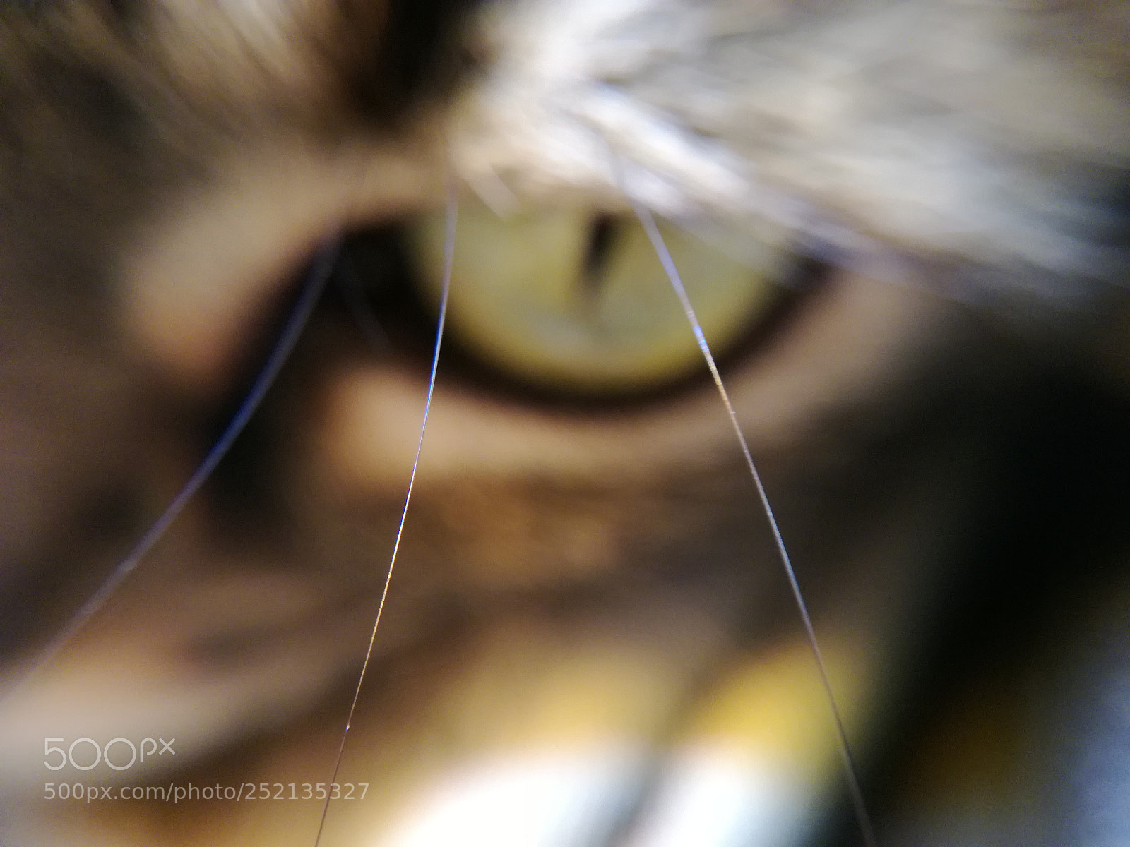 HUAWEI P9 LITE sample photo. Eyes cat photography