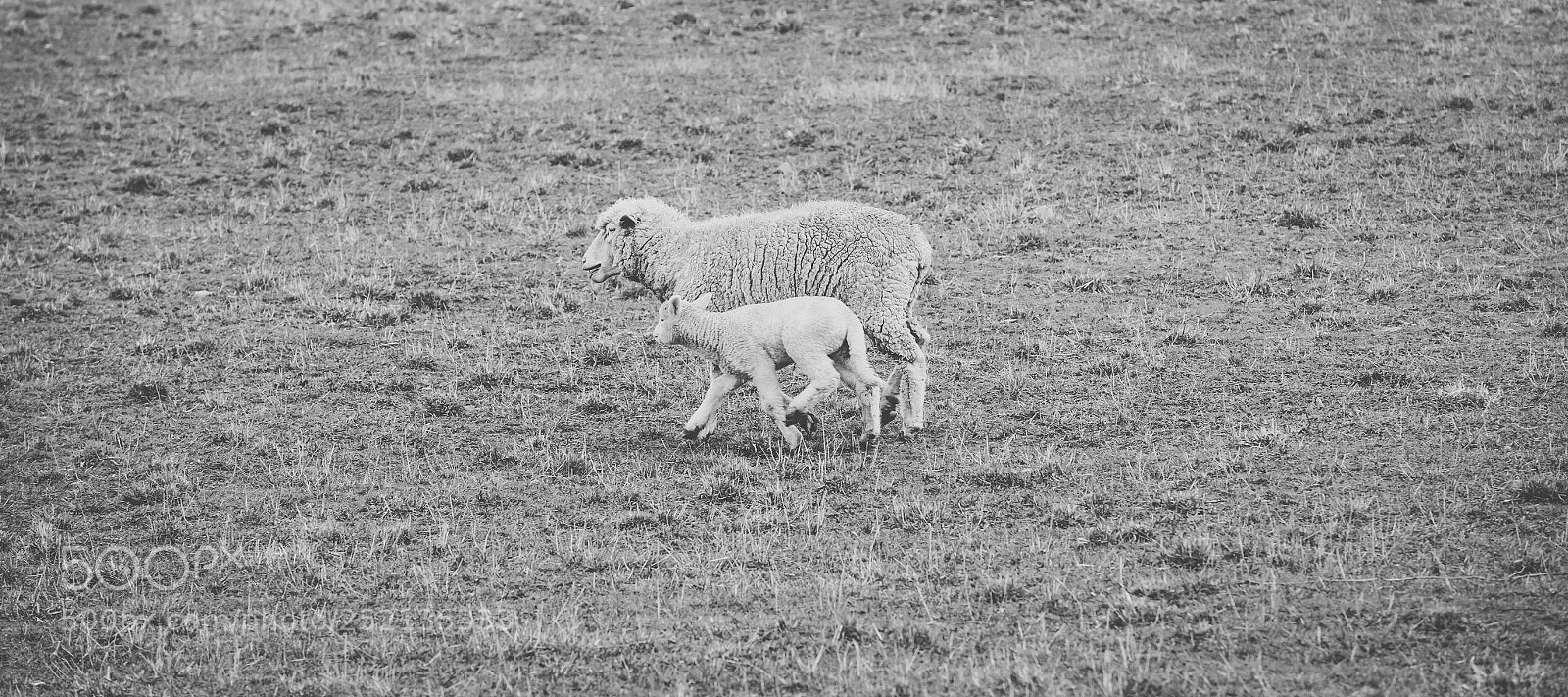 Nikon D800 sample photo. Sheep on the farm photography