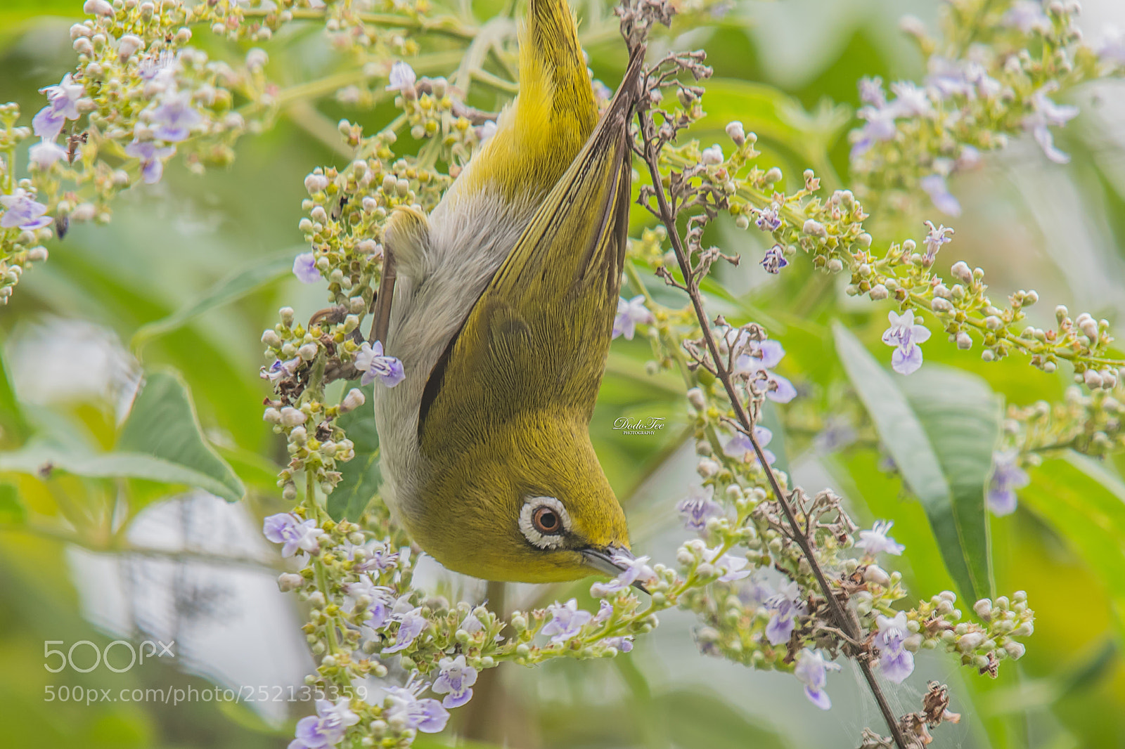 Nikon D500 sample photo. Oriental white-eye  photography