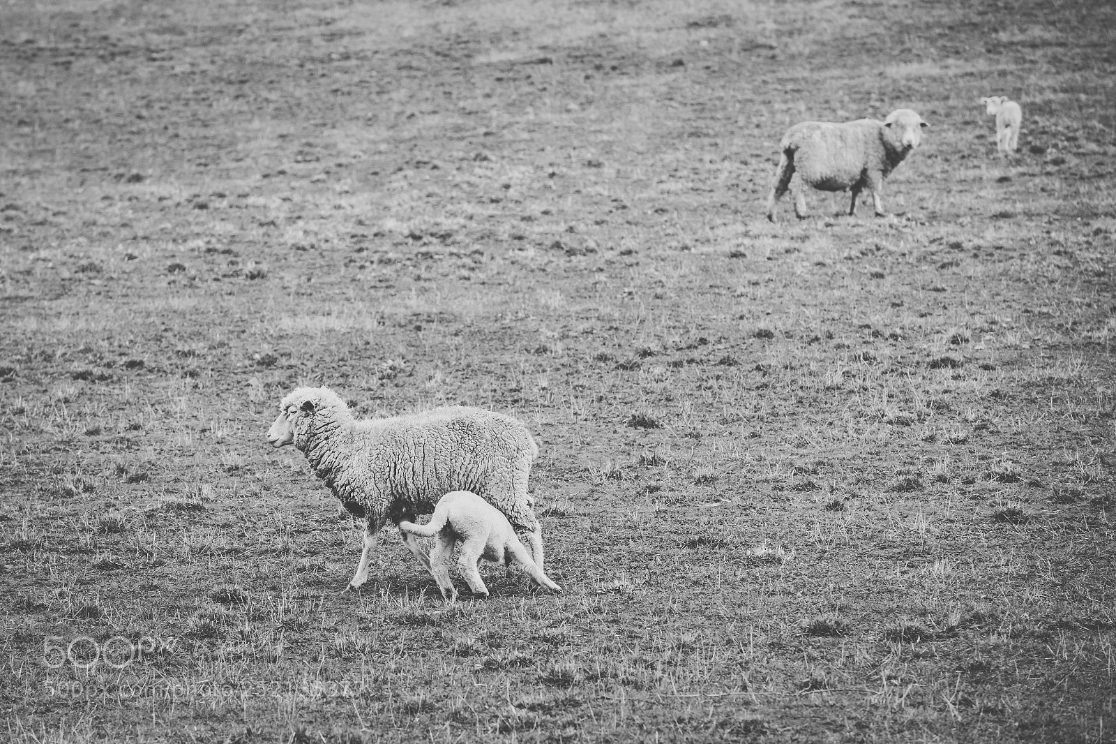 Nikon D800 sample photo. Sheep on the farm photography
