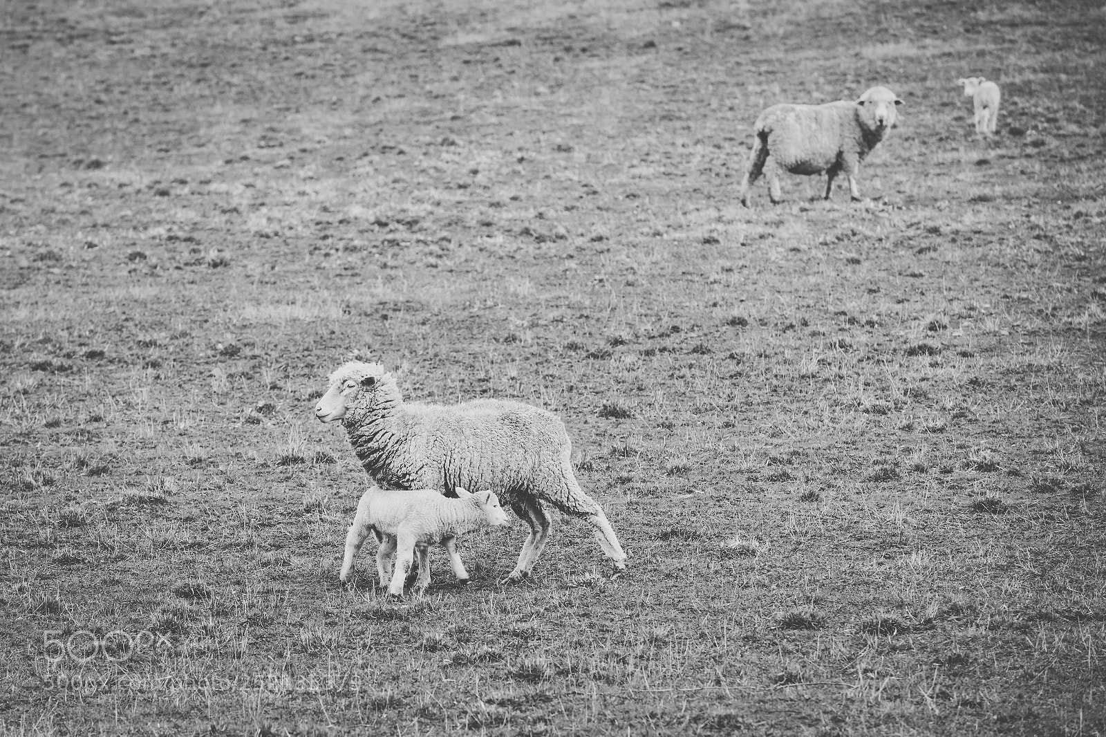 Nikon D800 sample photo. Sheep on the farm photography