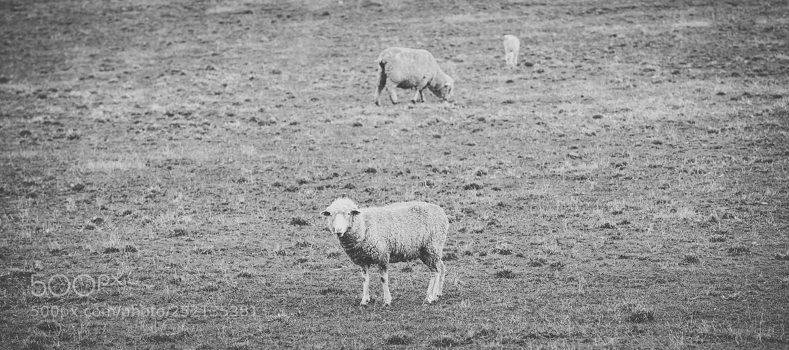Nikon D800 sample photo. Sheep on the farm photography