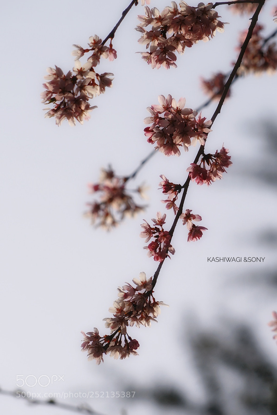 Sony a7 II sample photo. Pink is in full photography