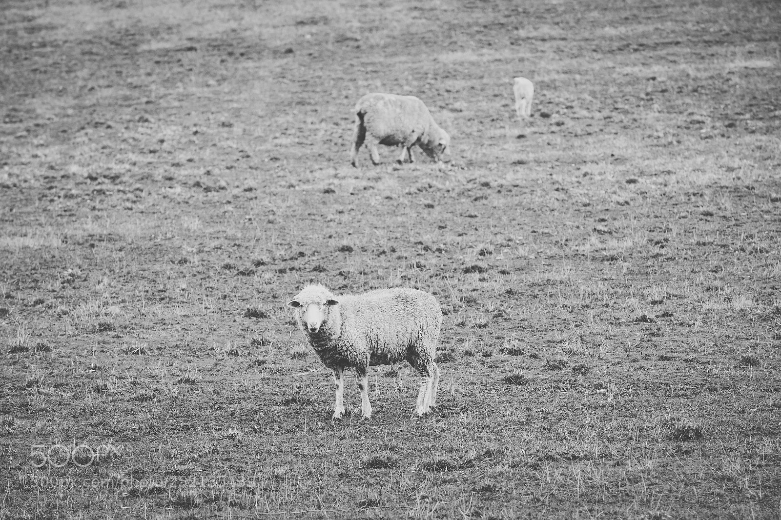 Nikon D800 sample photo. Sheep on the farm photography