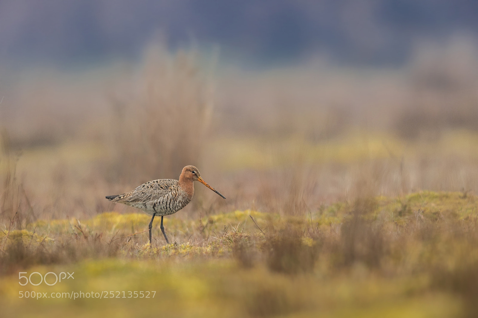 Nikon D500 sample photo. The black-tailed godwit photography