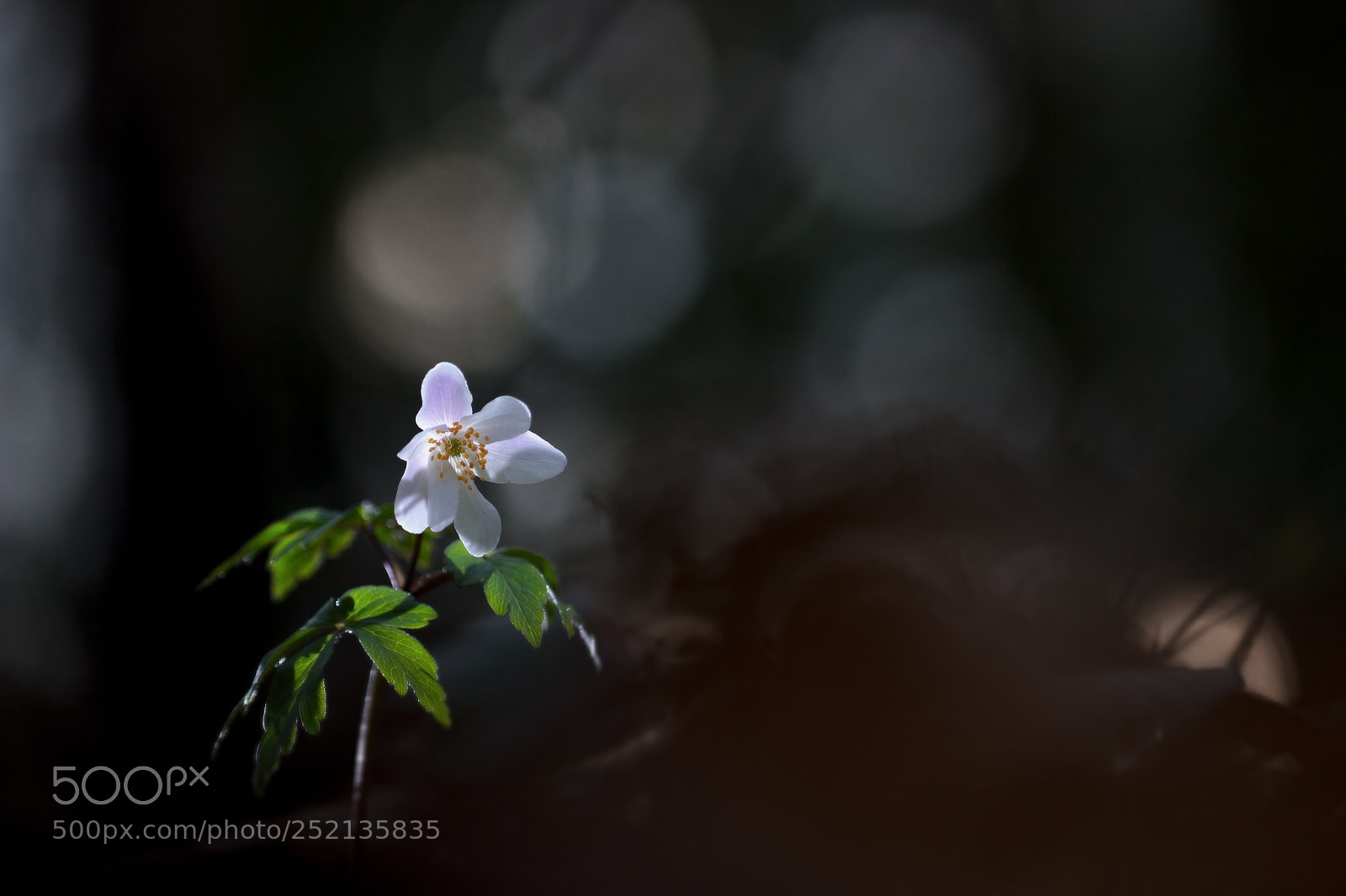 Canon EOS 600D (Rebel EOS T3i / EOS Kiss X5) sample photo. Anémone photography