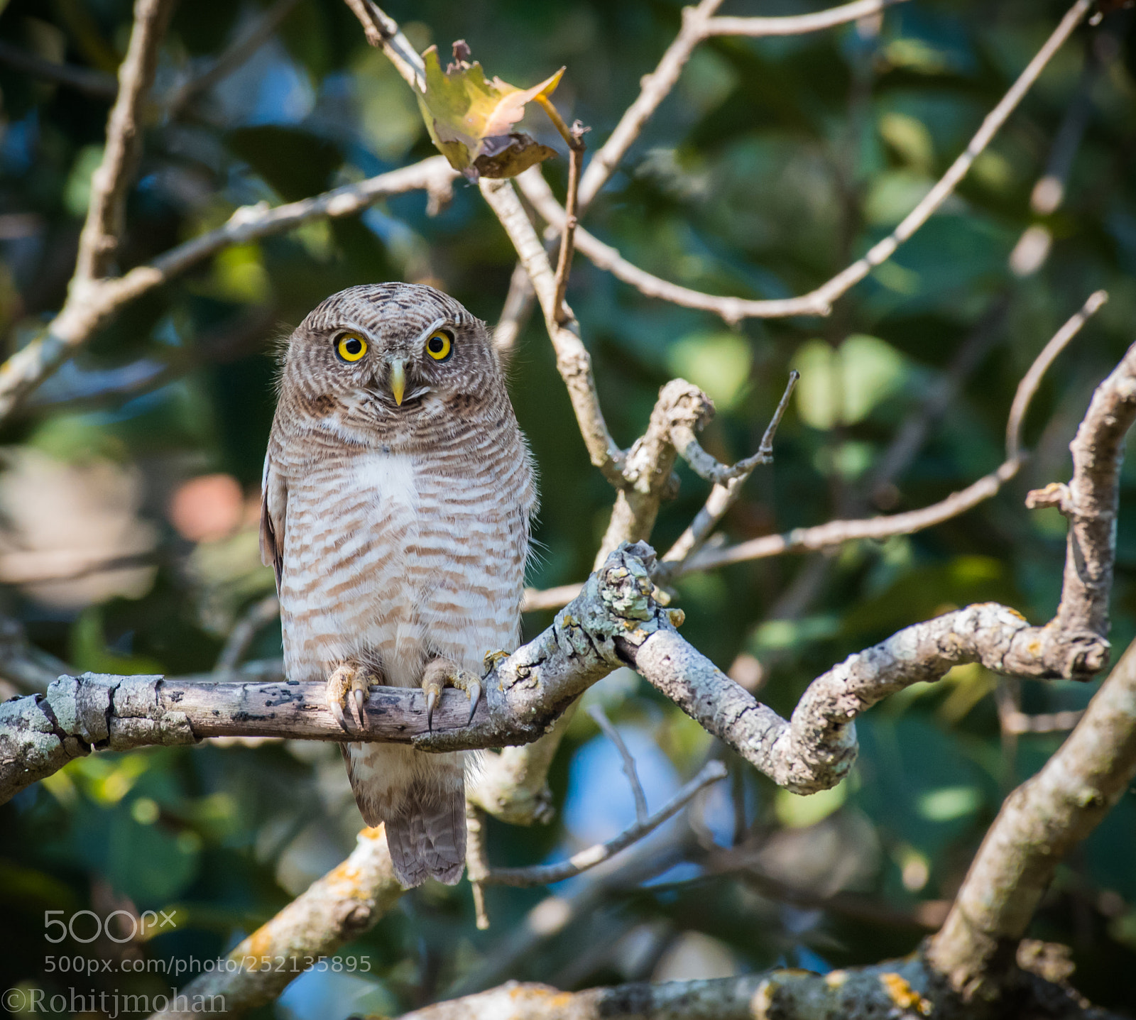 Nikon D810 sample photo. Jungle owlet photography