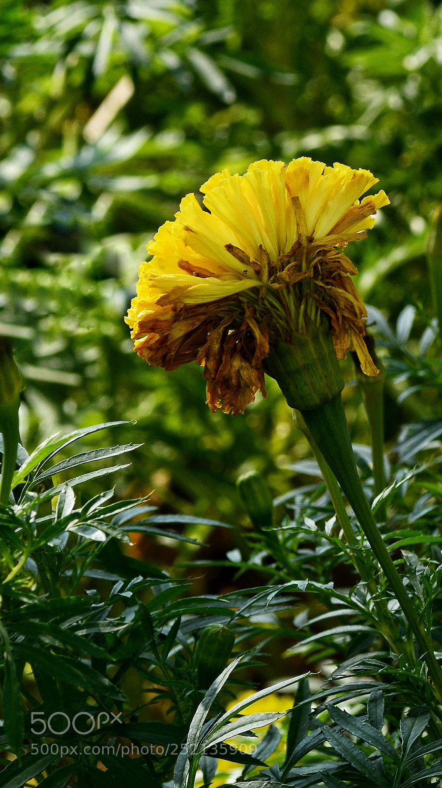 Nikon D7100 sample photo. Untitled photography