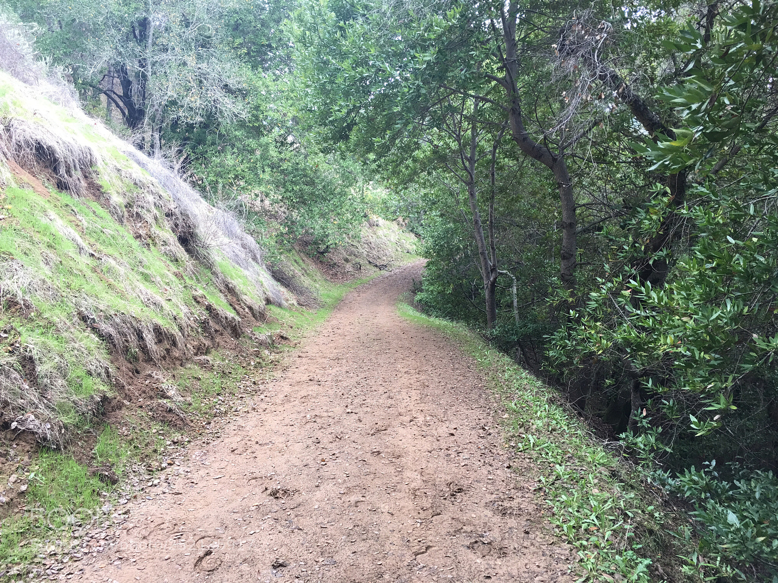 Apple iPhone 6s Plus sample photo. Figueroa trail - into photography
