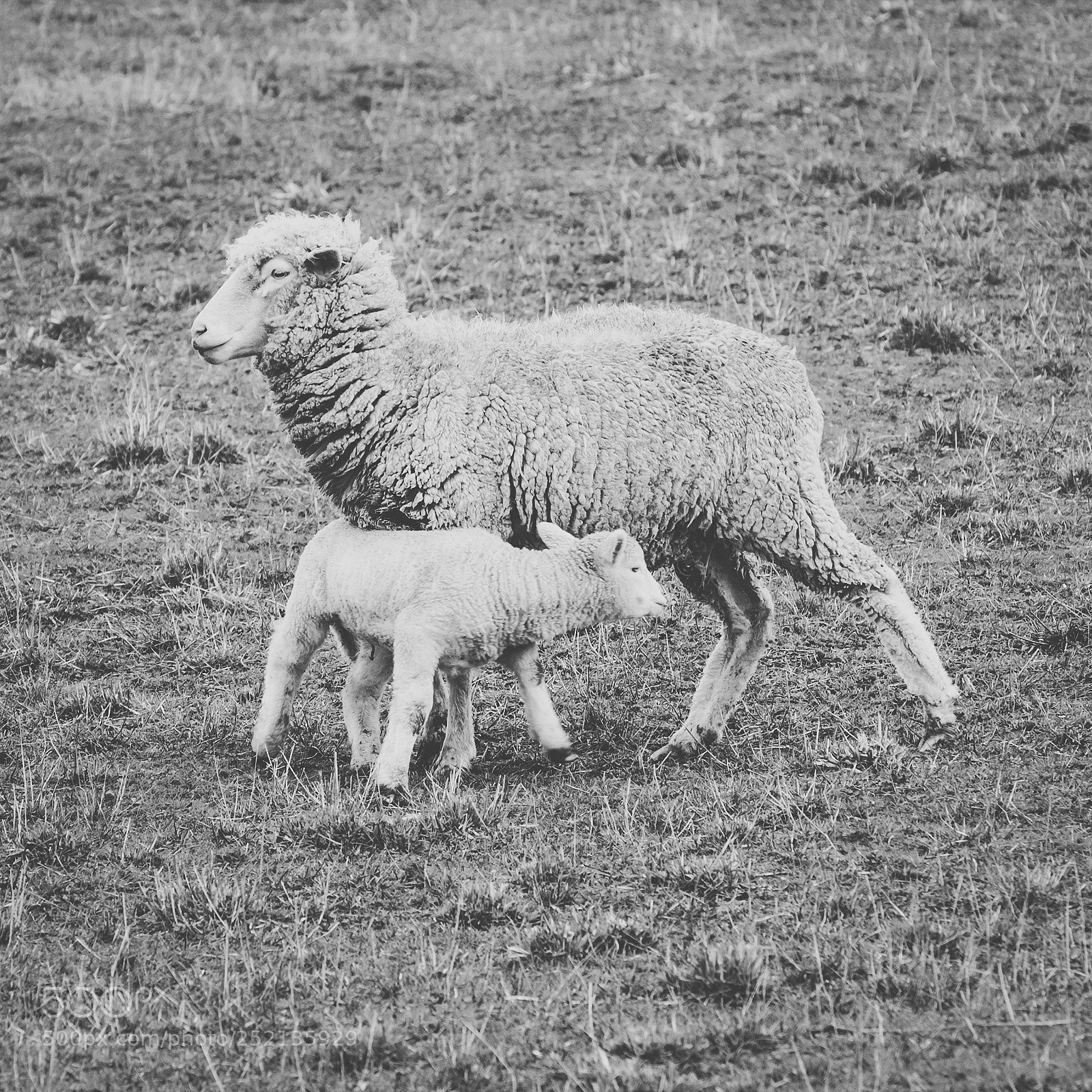 Nikon D800 sample photo. Sheep on the farm photography