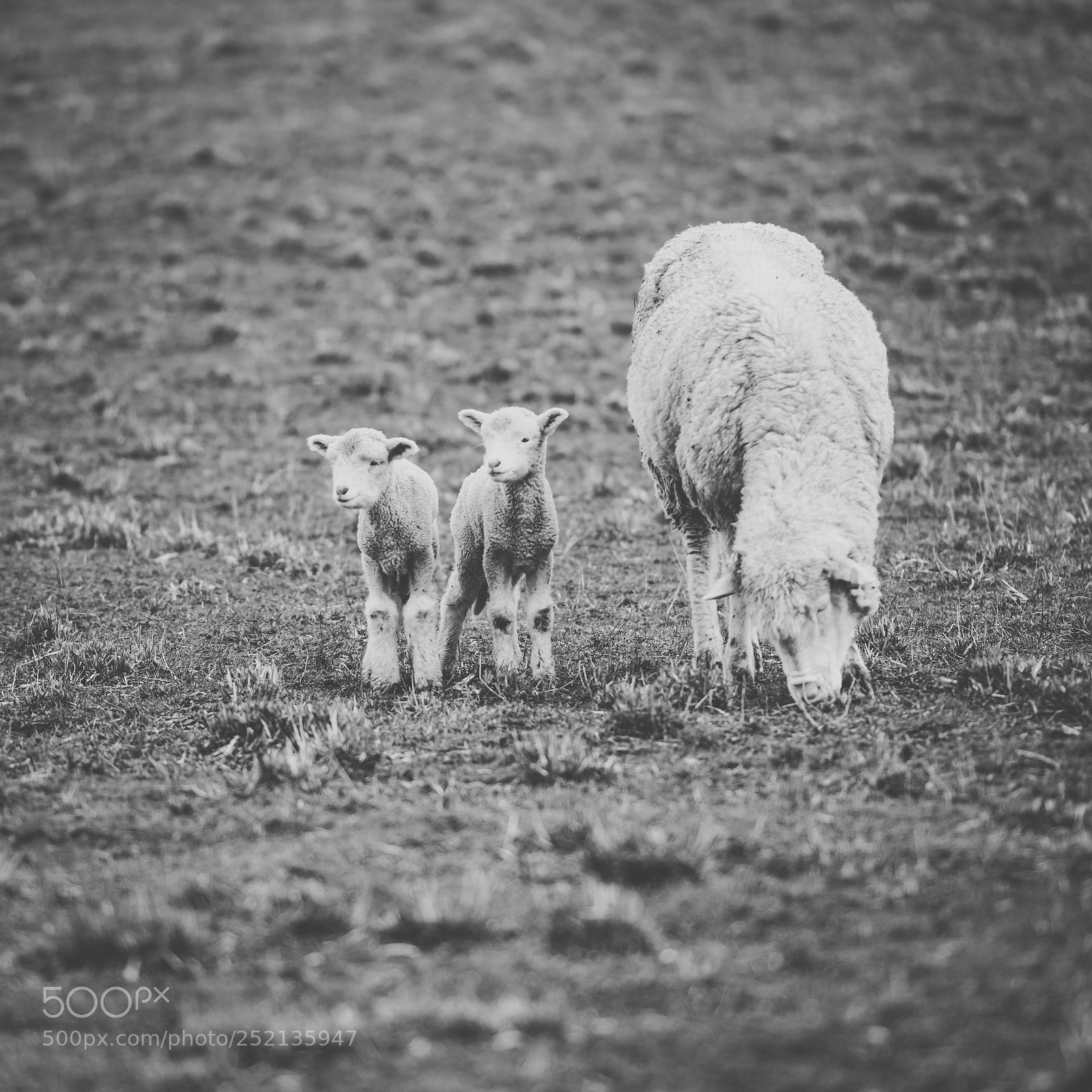 Nikon D800 sample photo. Sheep on the farm photography