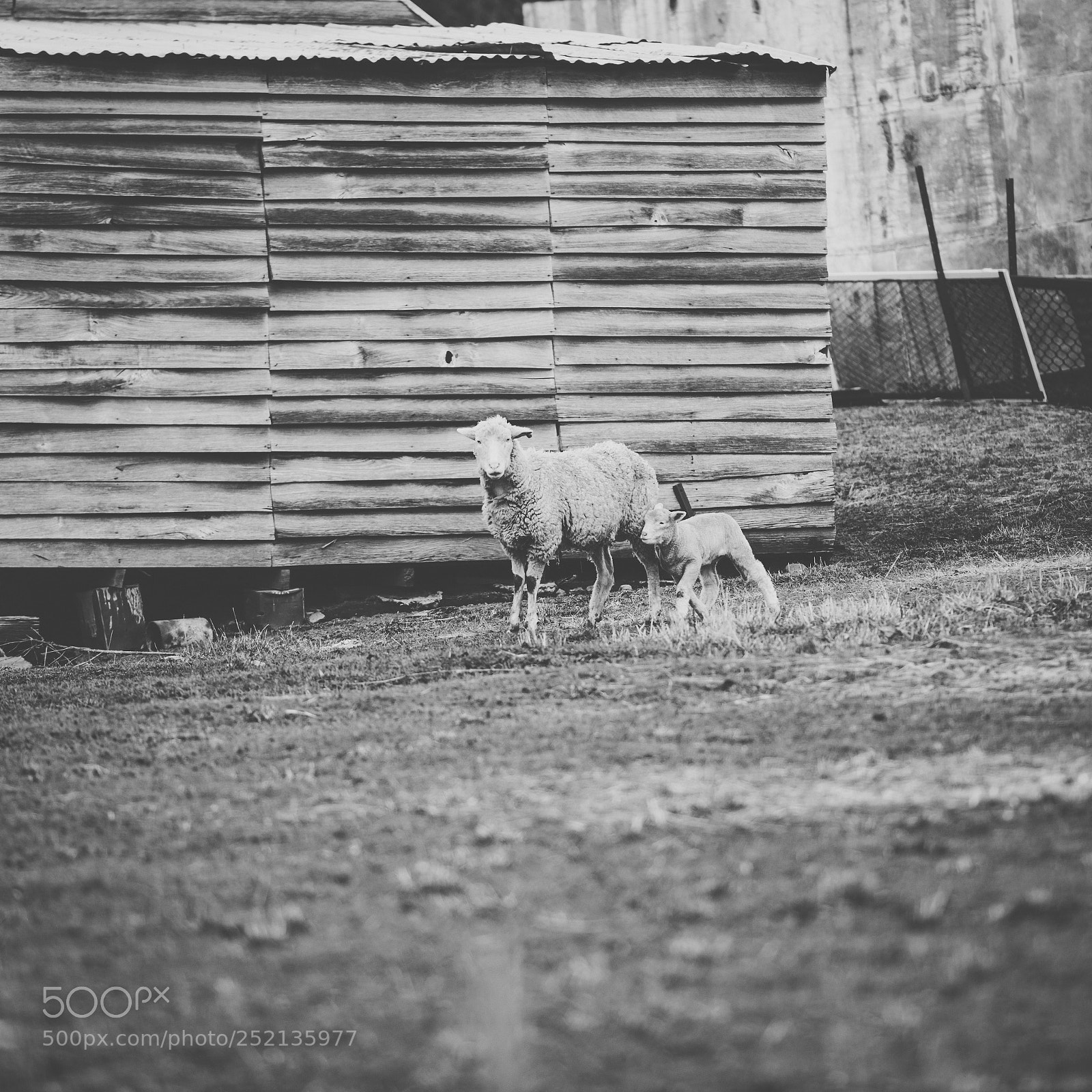 Nikon D800 sample photo. Sheep on the farm photography