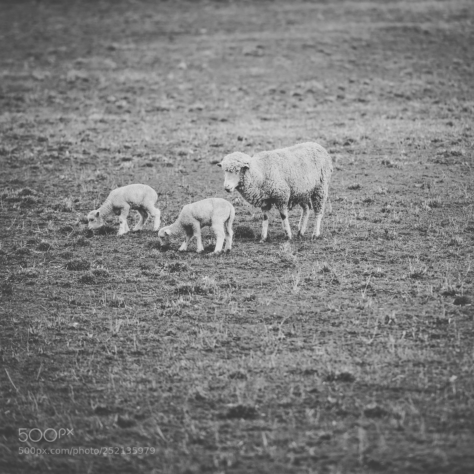 Nikon D800 sample photo. Sheep on the farm photography