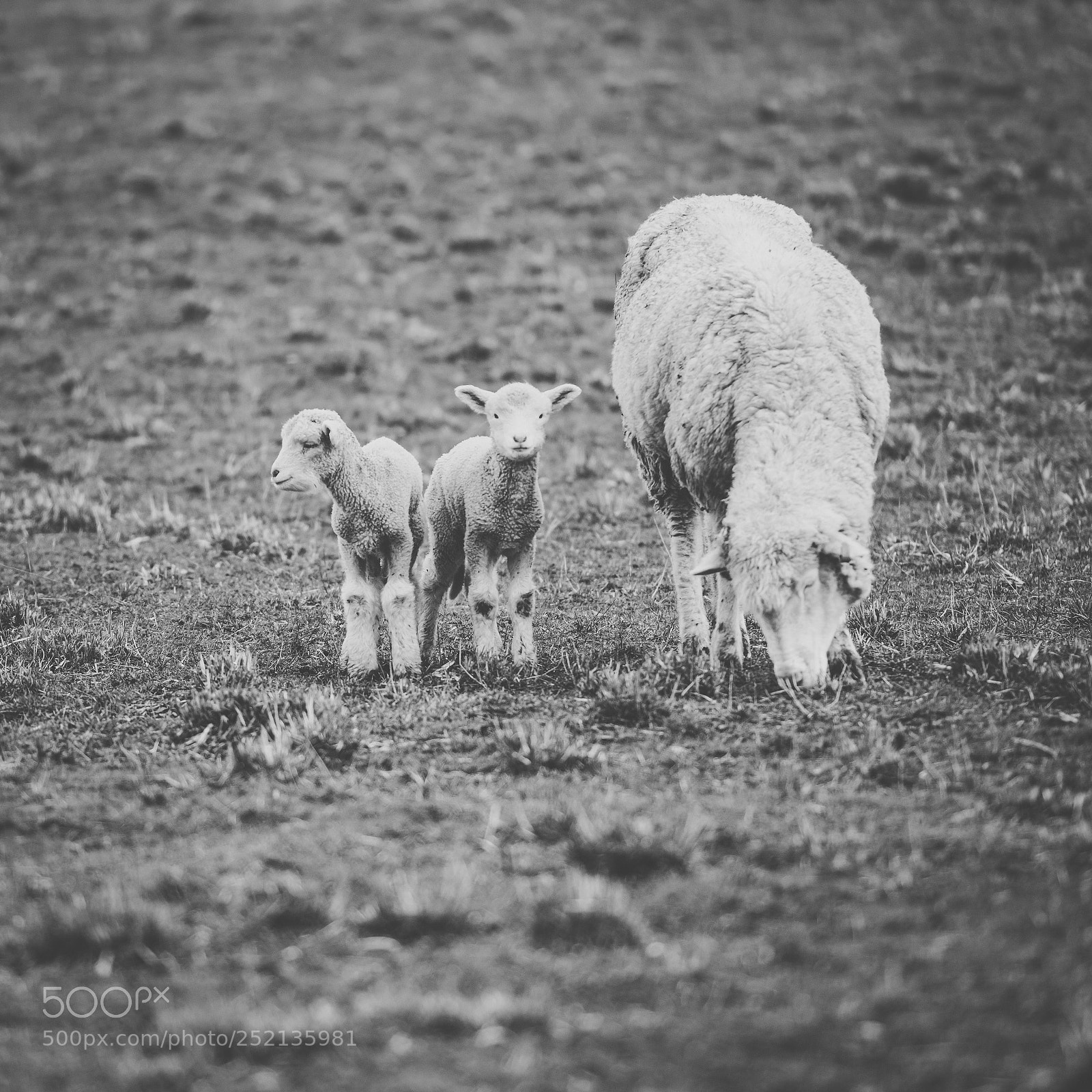 Nikon D800 sample photo. Sheep on the farm photography