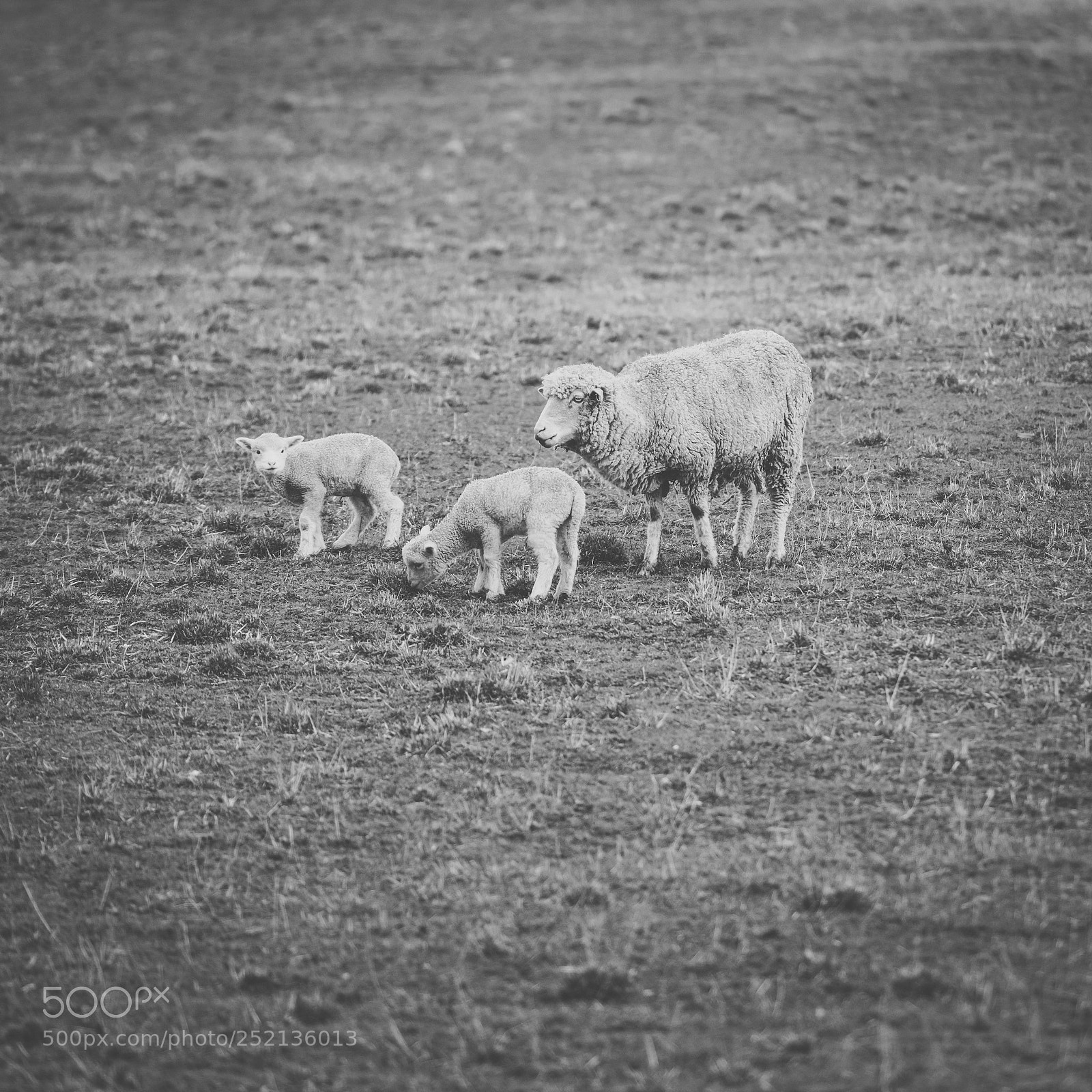 Nikon D800 sample photo. Sheep on the farm photography