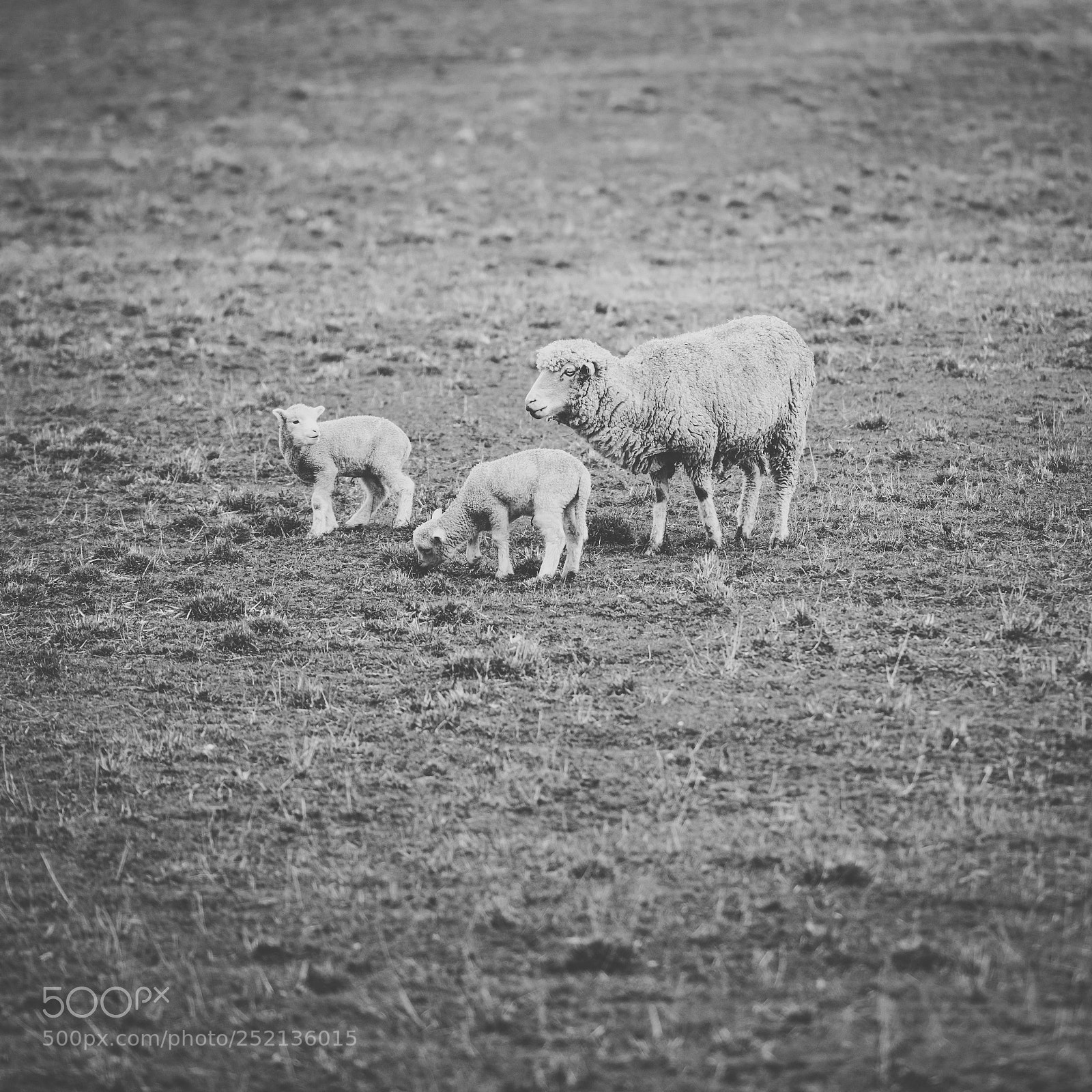 Nikon D800 sample photo. Sheep on the farm photography