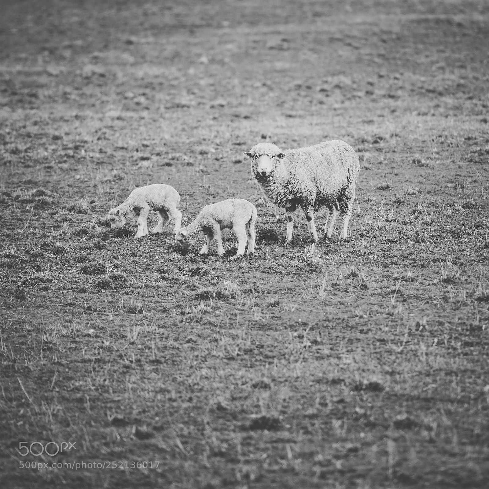 Nikon D800 sample photo. Sheep on the farm photography