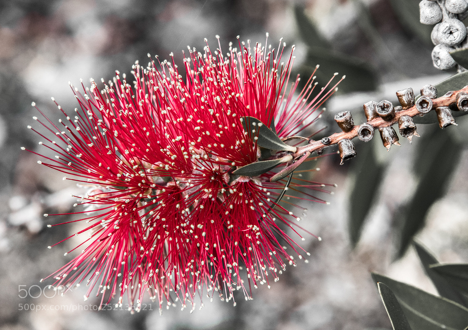 Canon EOS 80D sample photo. Fire brush plant photography