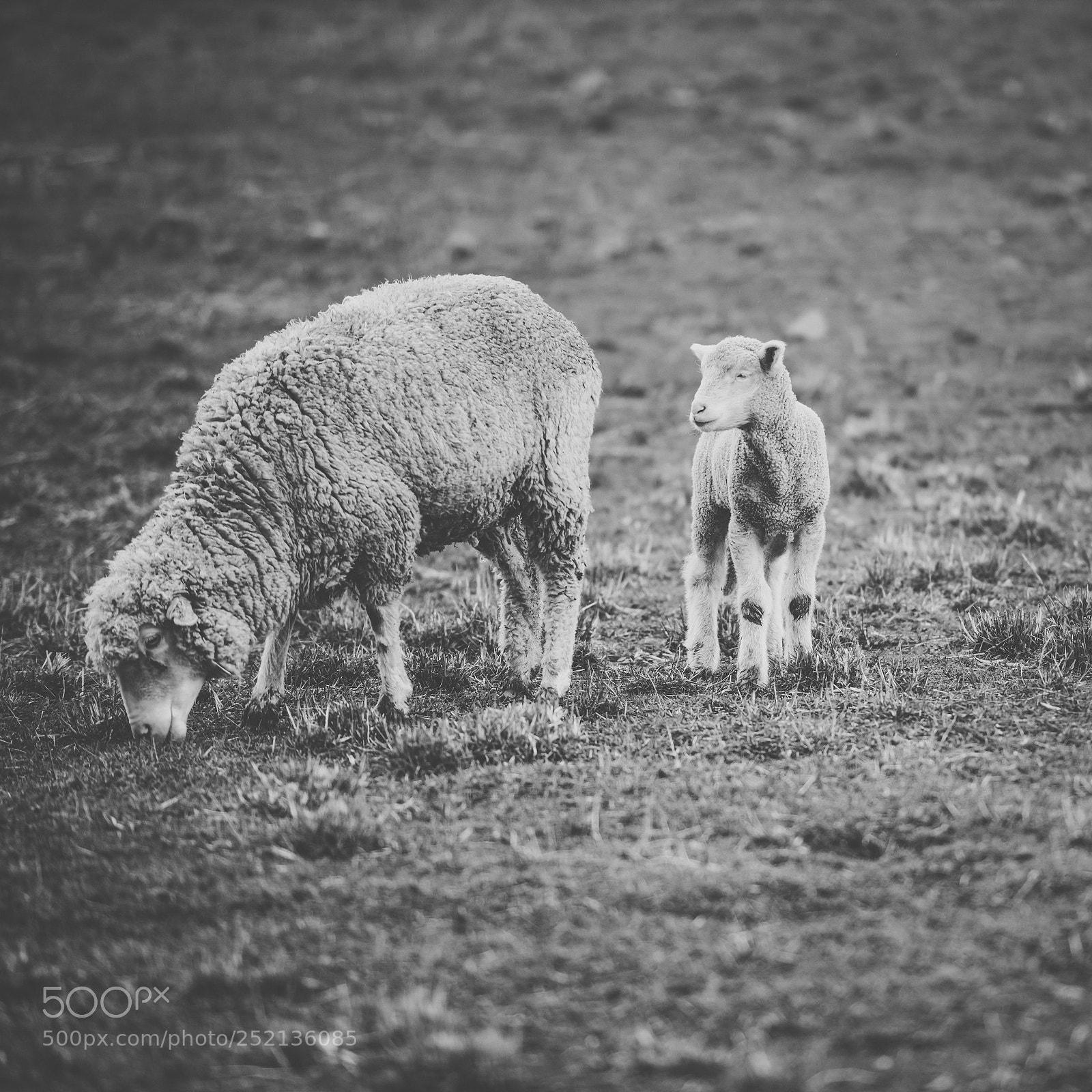 Nikon D800 sample photo. Sheep on the farm photography