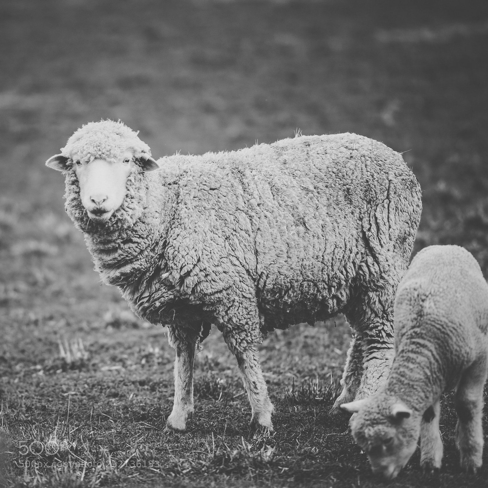 Nikon D800 sample photo. Sheep on the farm photography