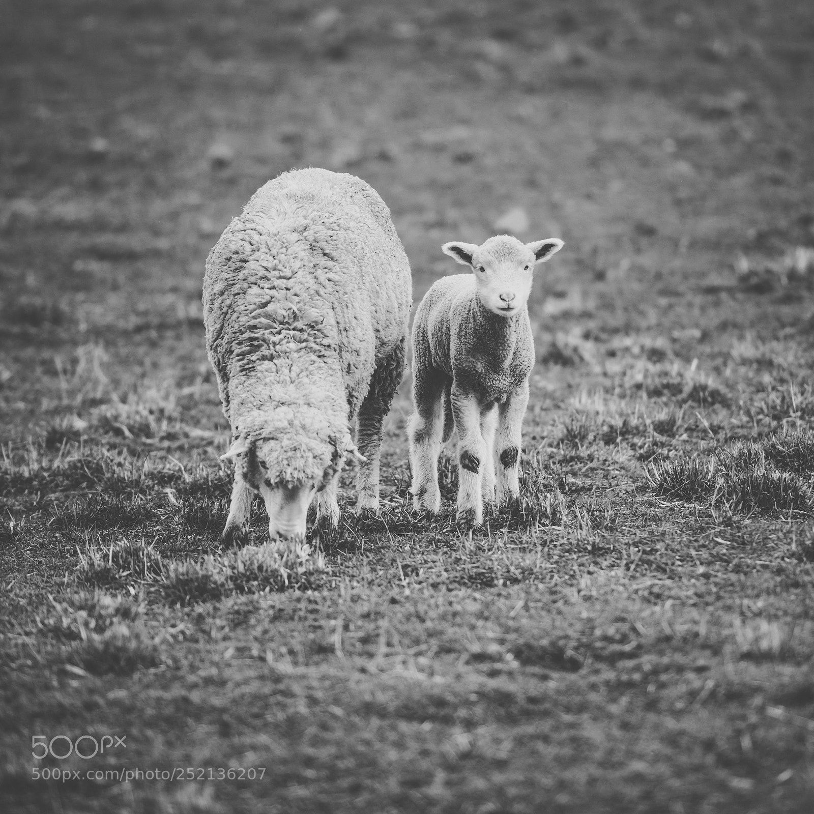 Nikon D800 sample photo. Sheep on the farm photography