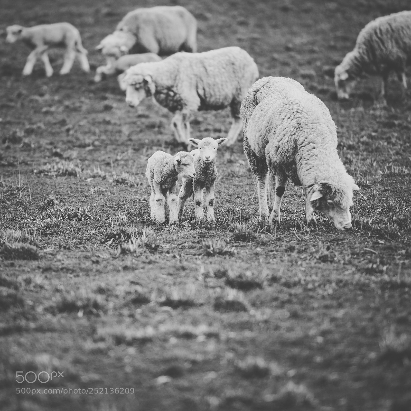 Nikon D800 sample photo. Sheep on the farm photography