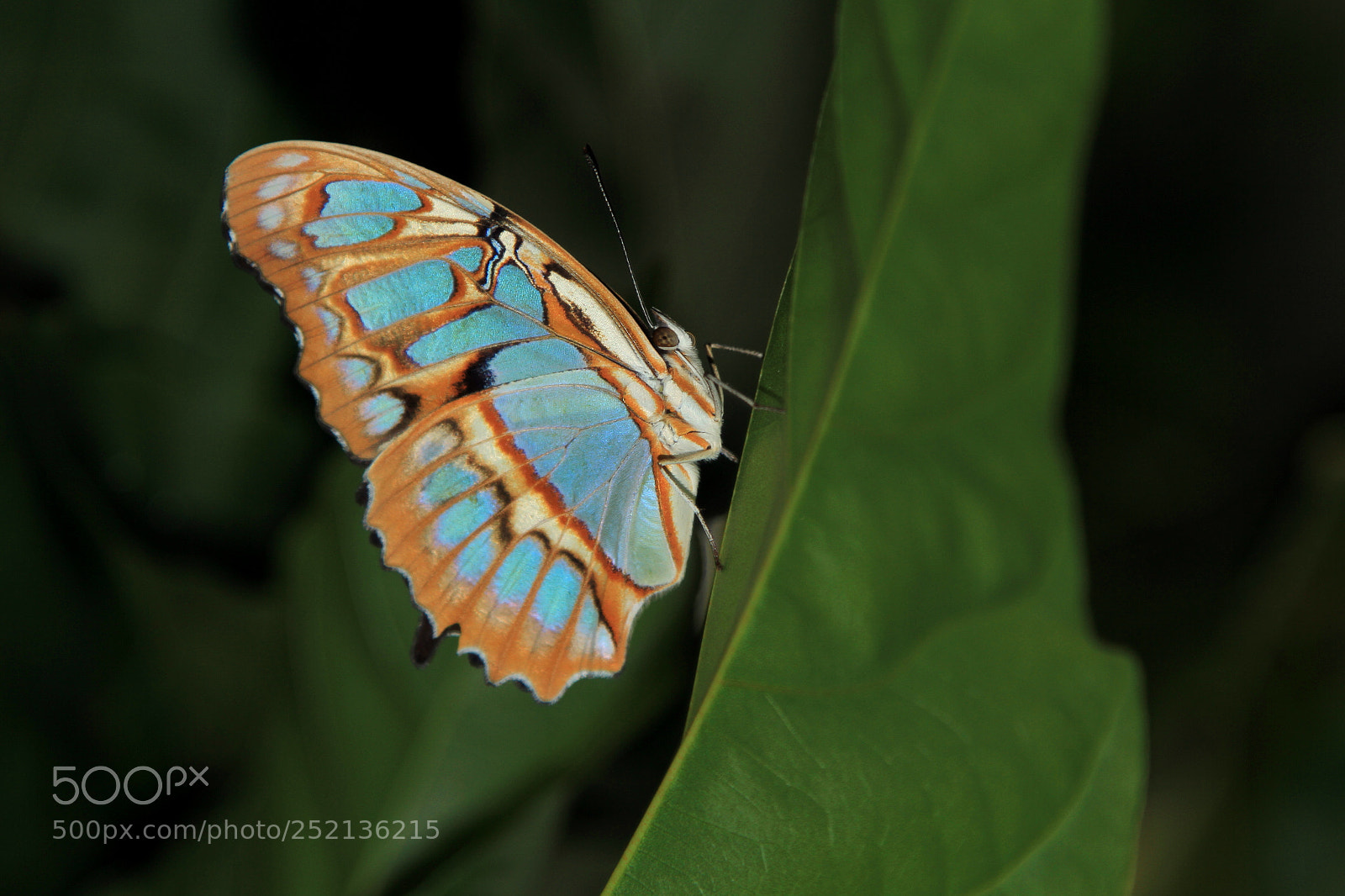 Canon EOS 7D + Canon EF 24-105mm F4L IS USM sample photo. Blue and orange butterfly photography