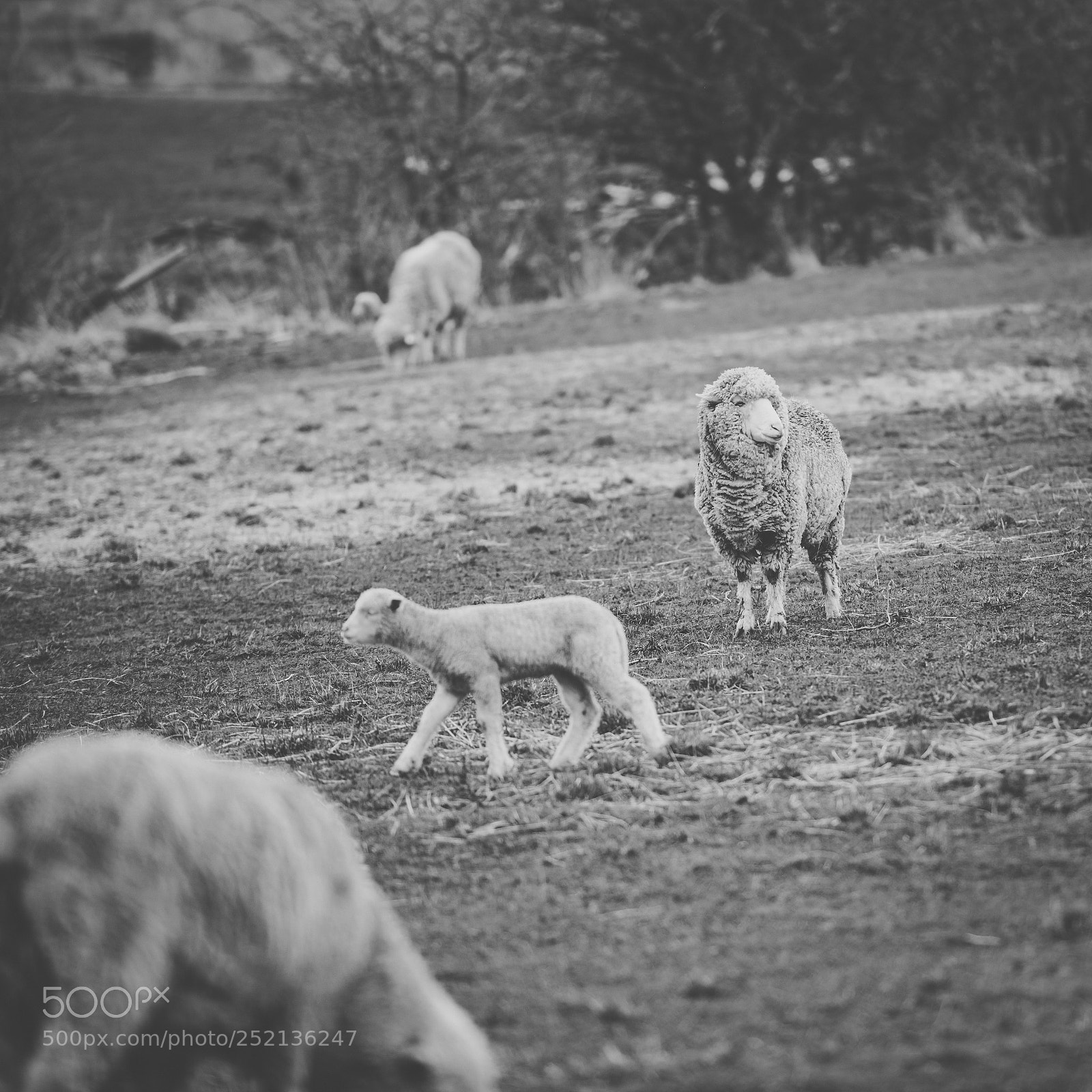 Nikon D800 sample photo. Sheep on the farm photography