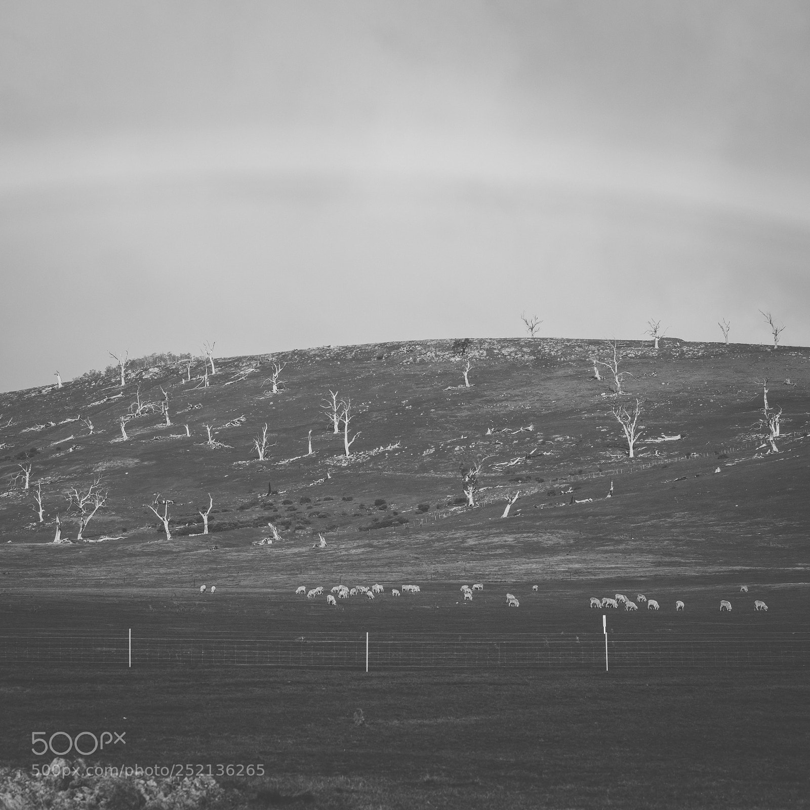 Nikon D800 sample photo. Sheep on the farm photography