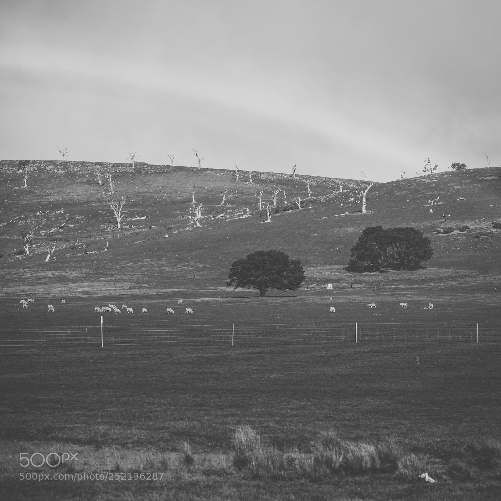 Nikon D800 sample photo. Sheep on the farm photography