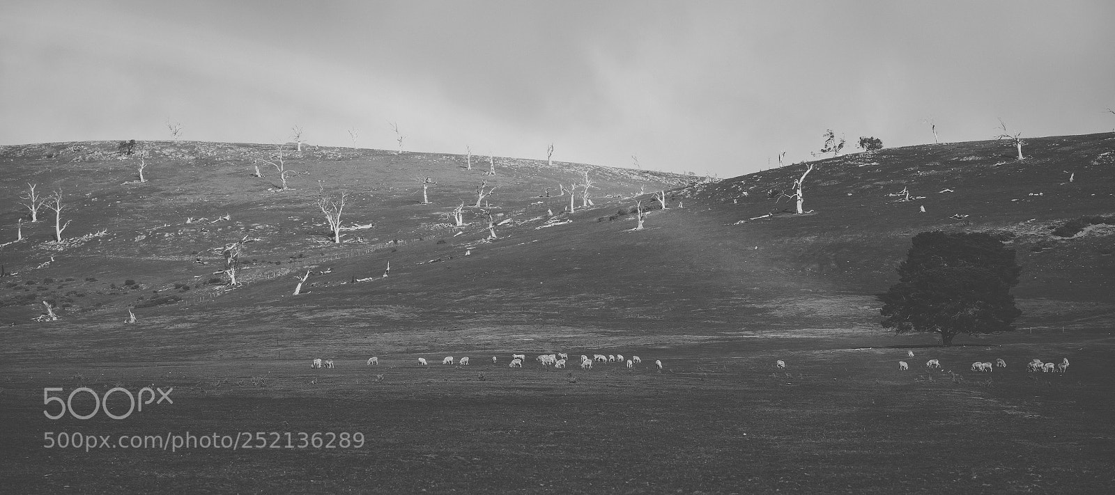 Nikon D800 sample photo. Sheep on the farm photography