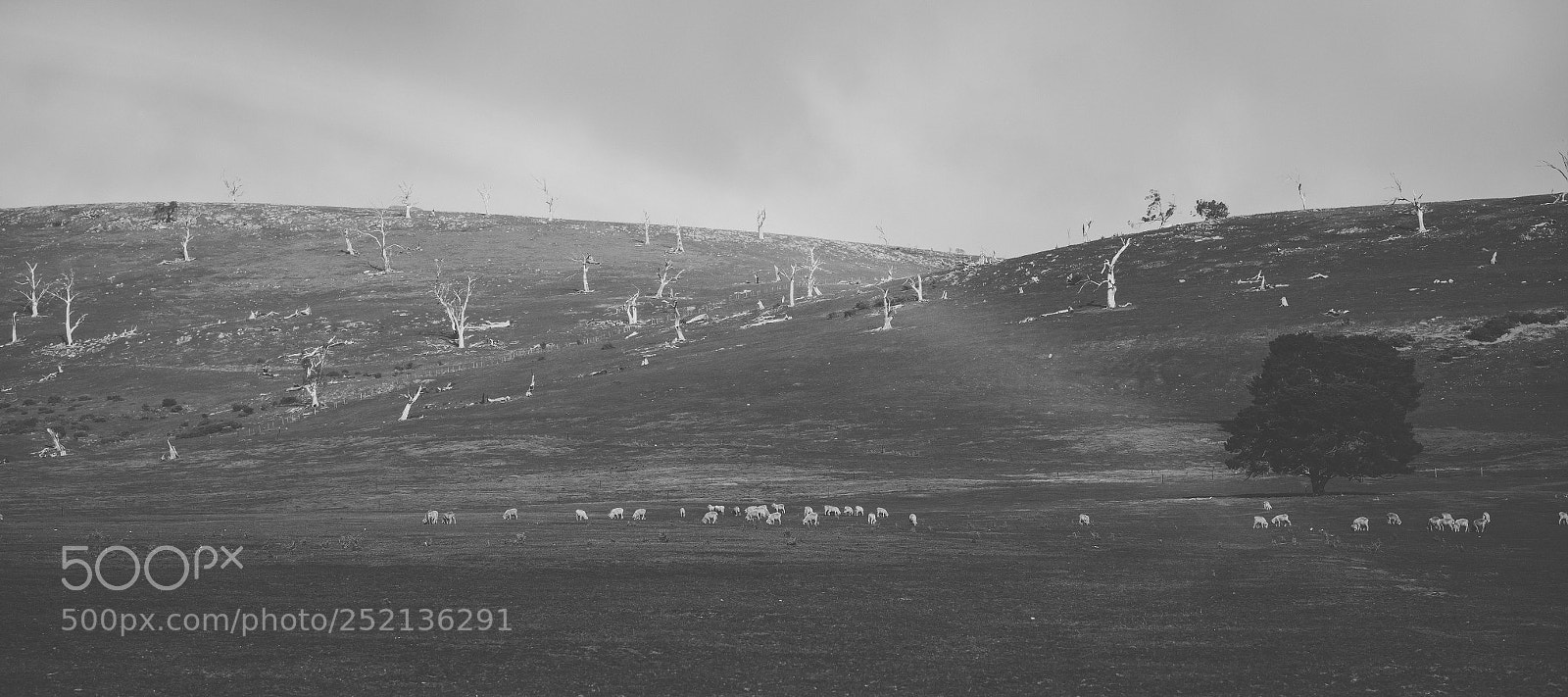 Nikon D800 sample photo. Sheep on the farm photography