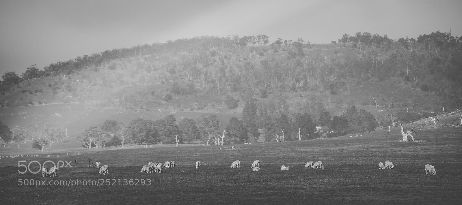 Nikon D800 sample photo. Sheep on the farm photography