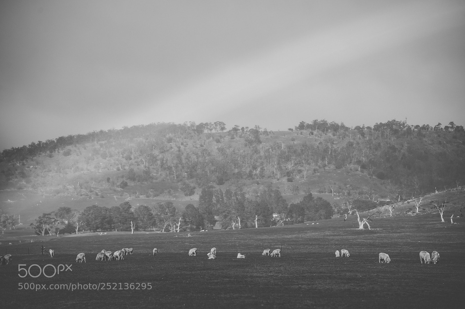 Nikon D800 sample photo. Sheep on the farm photography