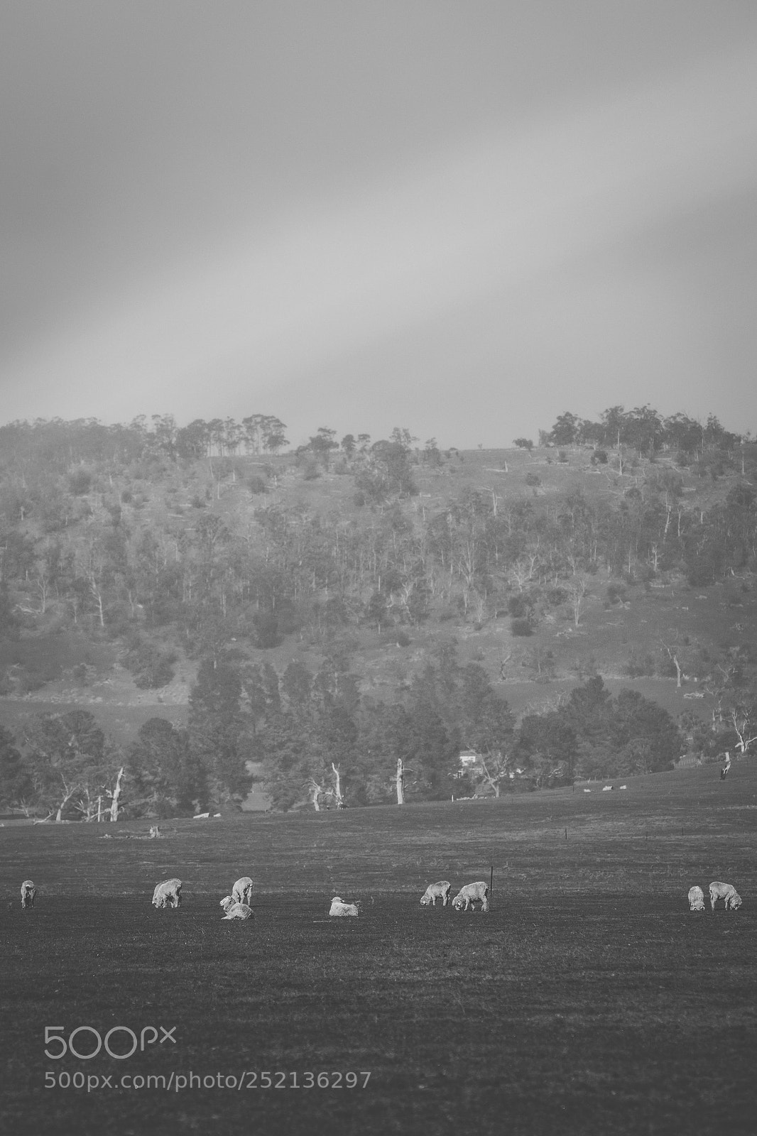 Nikon D800 sample photo. Sheep on the farm photography