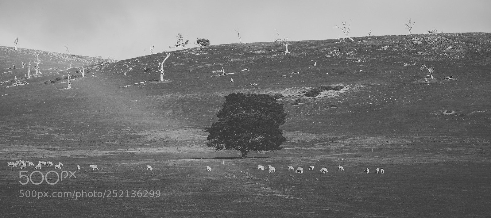 Nikon D800 sample photo. Sheep on the farm photography