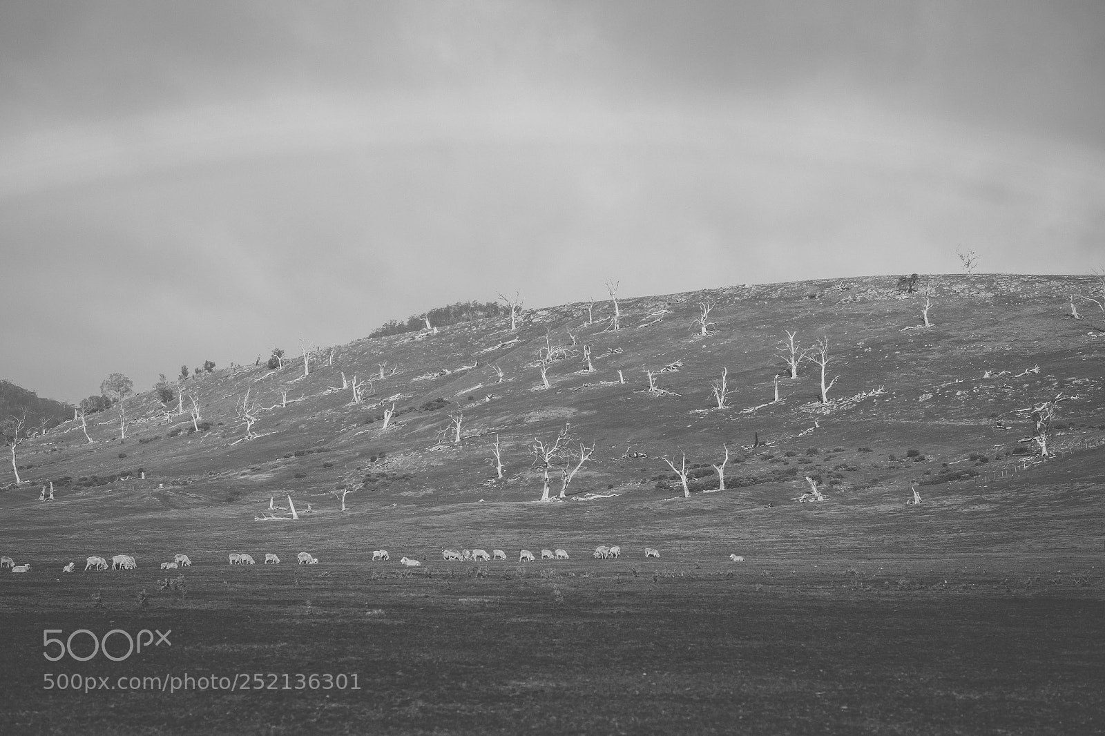 Nikon D800 sample photo. Sheep on the farm photography
