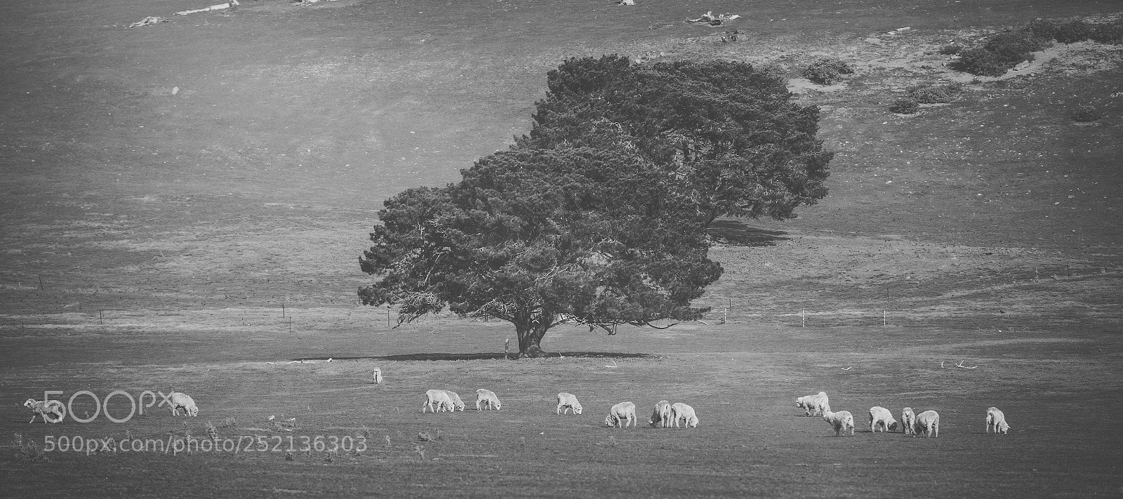 Nikon D800 sample photo. Sheep on the farm photography
