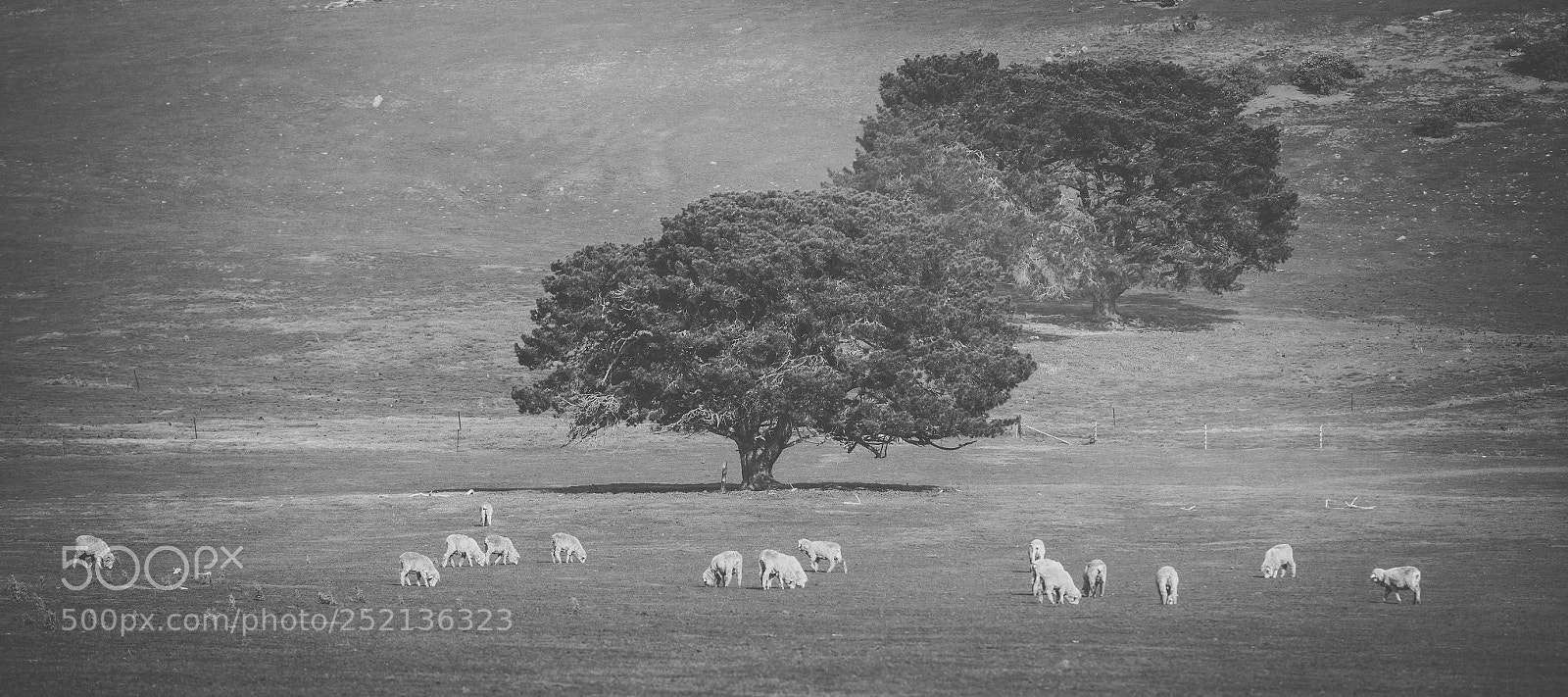 Nikon D800 sample photo. Sheep on the farm photography