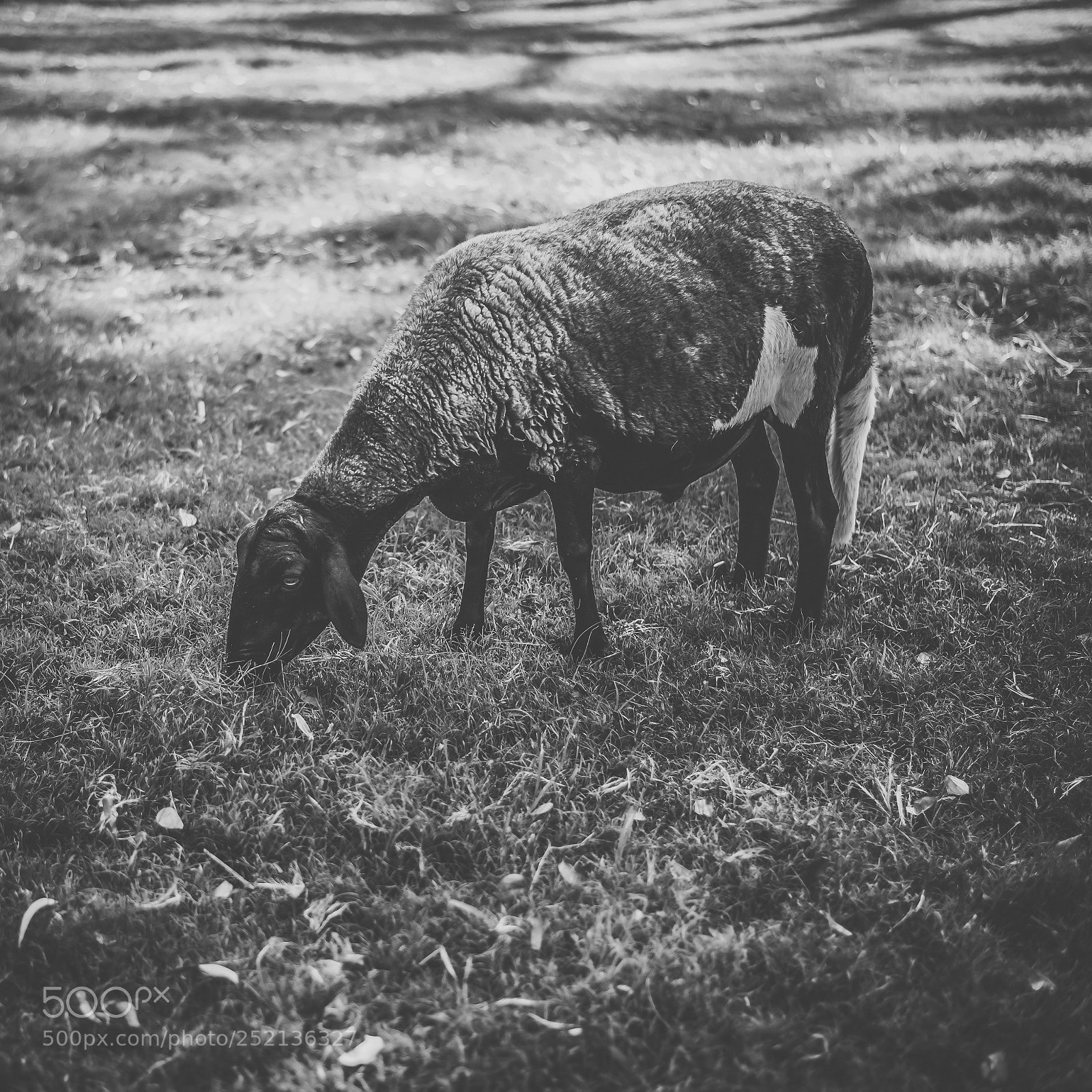 Nikon D800 sample photo. Sheep on the farm photography