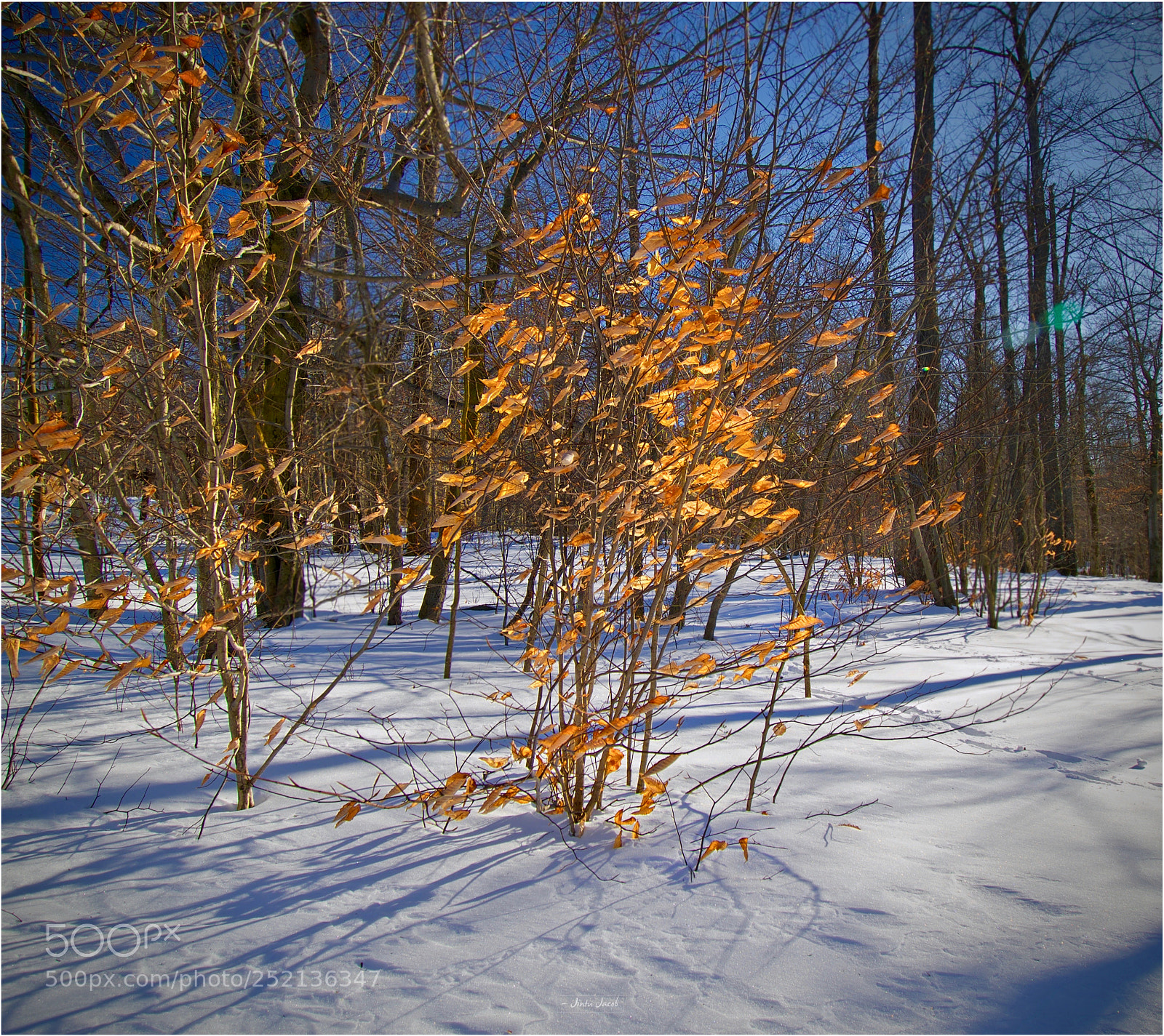 Nikon D500 sample photo. Fall colors in the photography