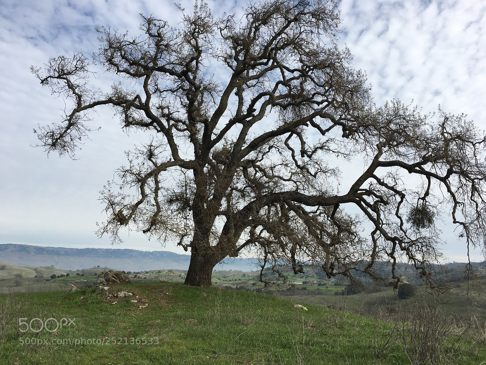 Apple iPhone 6s Plus sample photo. Pena trail - giant photography