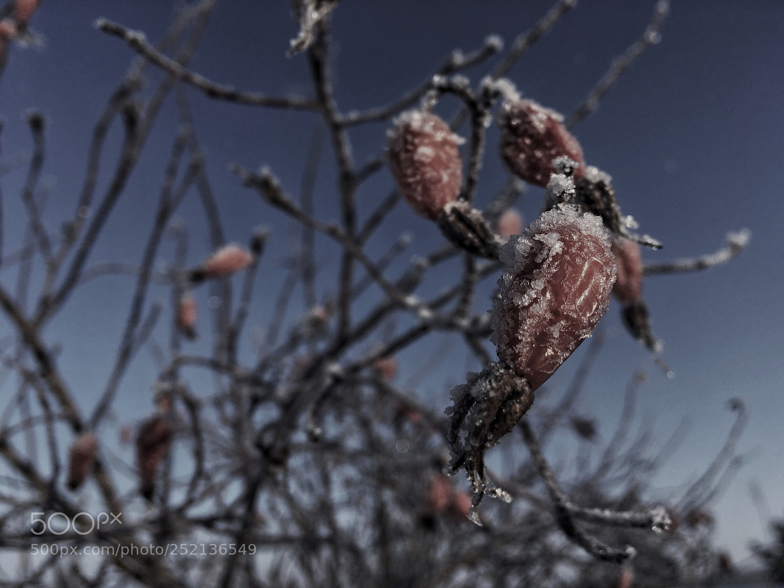 Apple iPhone SE sample photo. Dogrose #2 photography