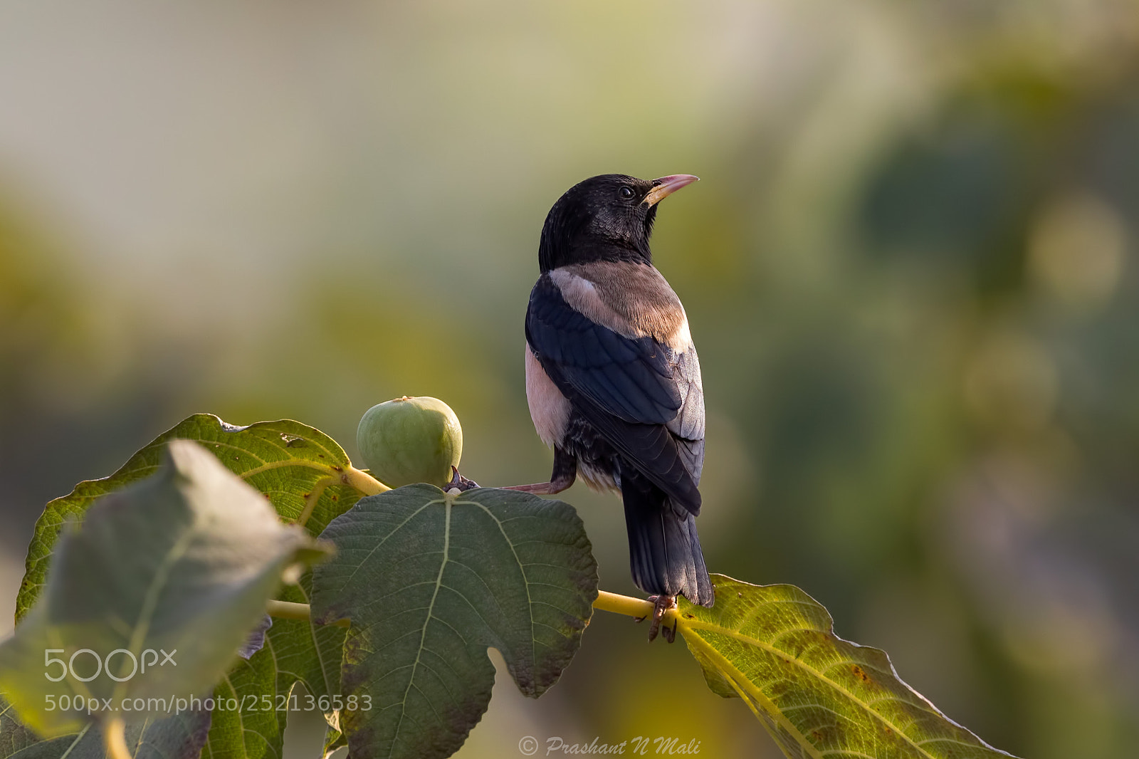 Canon EOS 5D Mark IV sample photo. Rosystarling photography