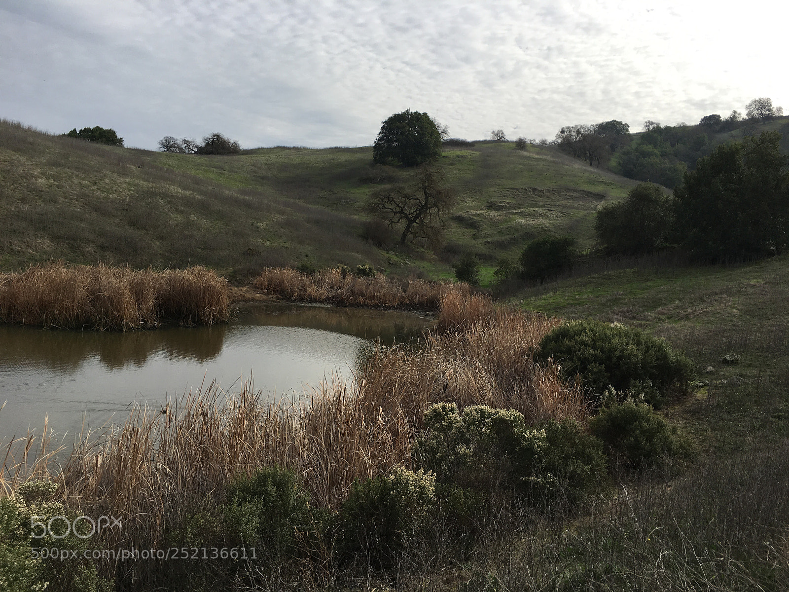 Apple iPhone 6s Plus sample photo. Los cerritos pond photography