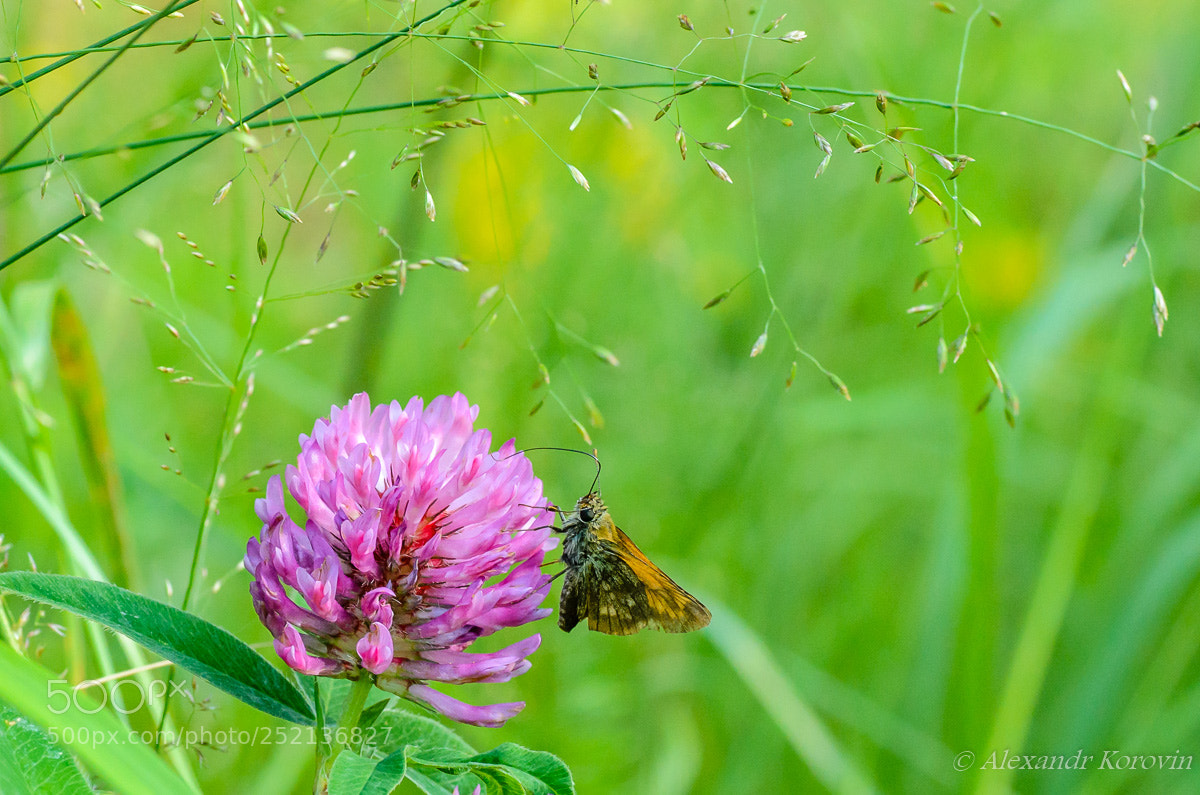 Nikon D5100 sample photo. ... photography