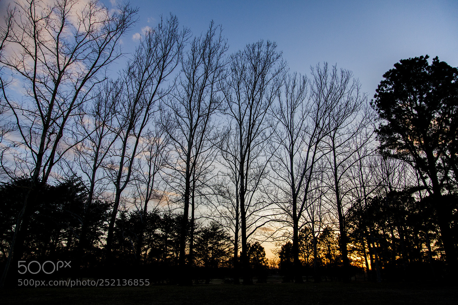 Canon EOS 5D Mark II sample photo. Clouds&trees photography