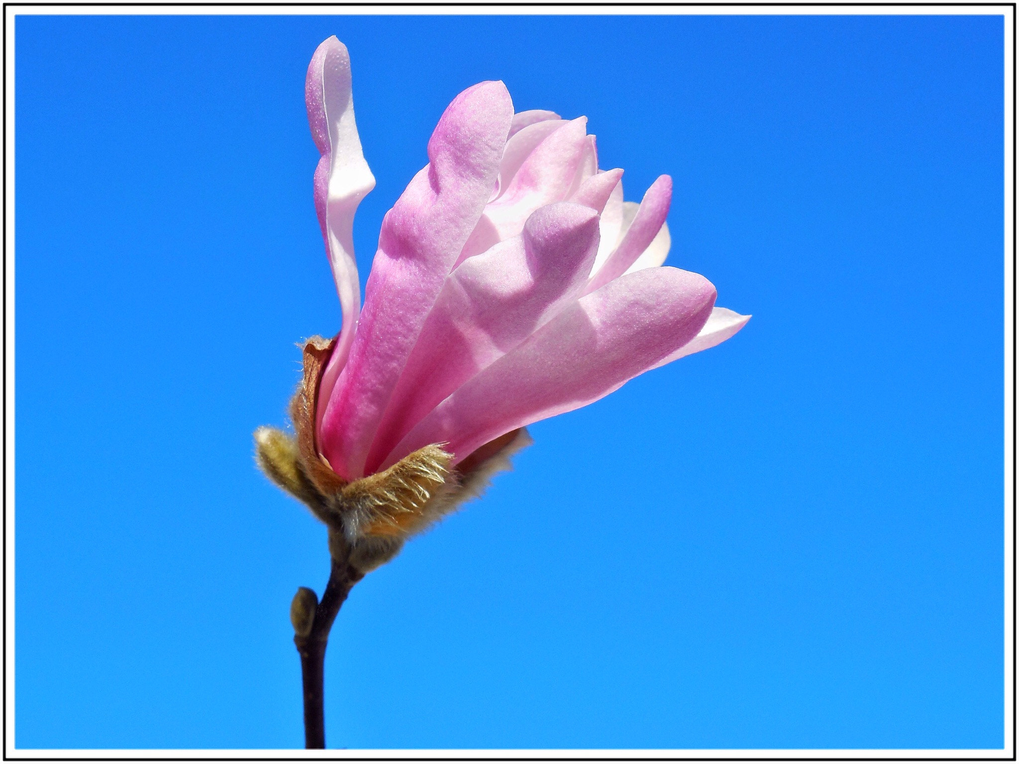 Nikon Coolpix S6500 sample photo. Le magnolia étoilé photography