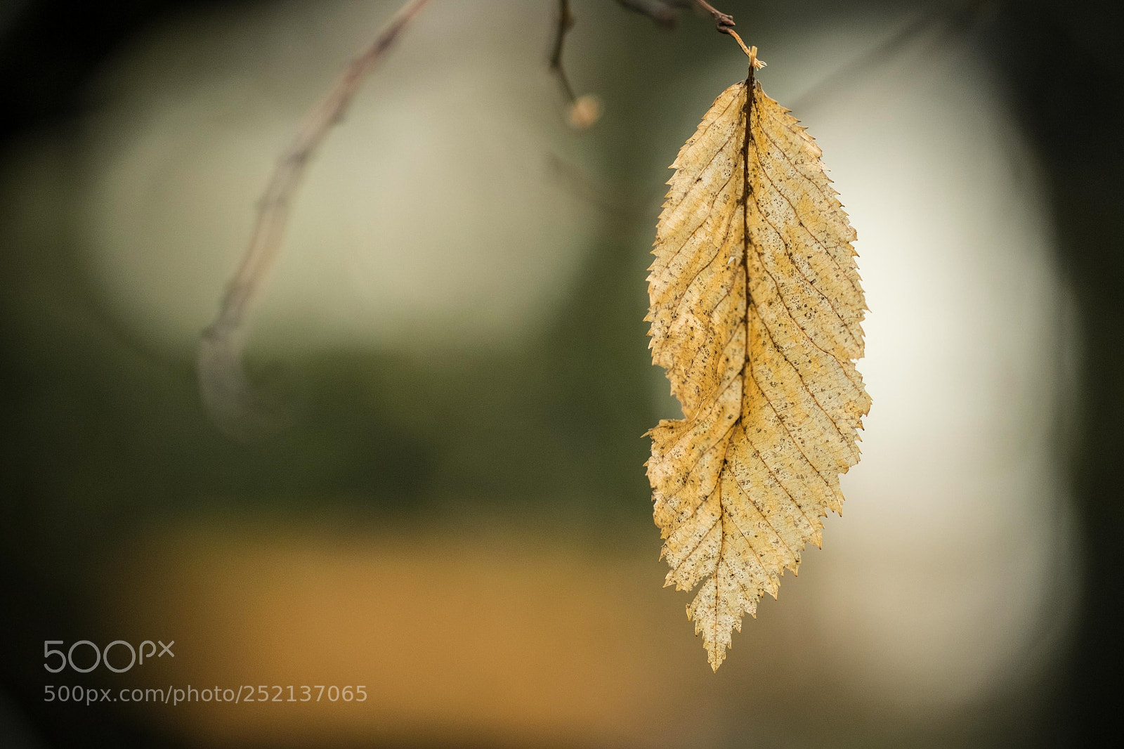 Fujifilm X-T1 sample photo. Last leaf photography